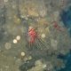 63- Pterois a antennes 